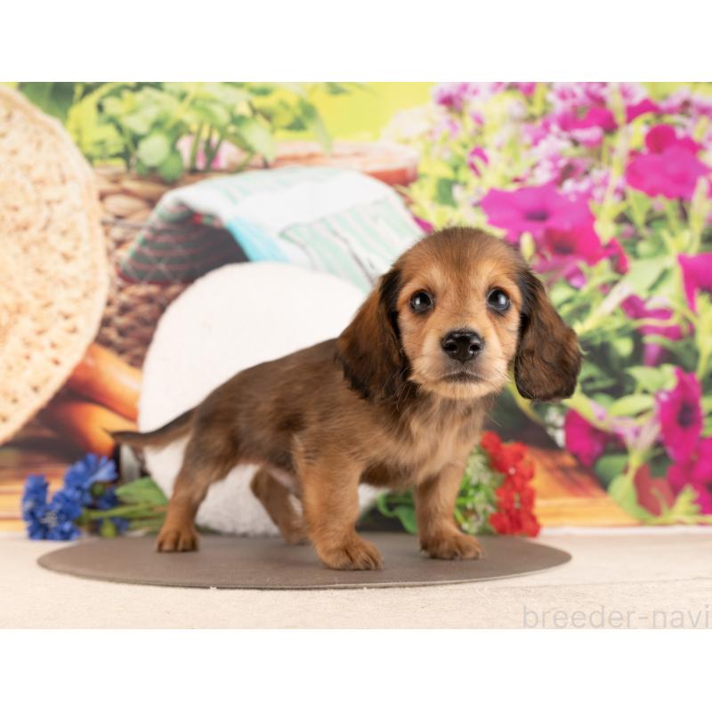 販売中の愛知県のミニチュアダックスフンド(ロングヘアード)-450167の4枚目