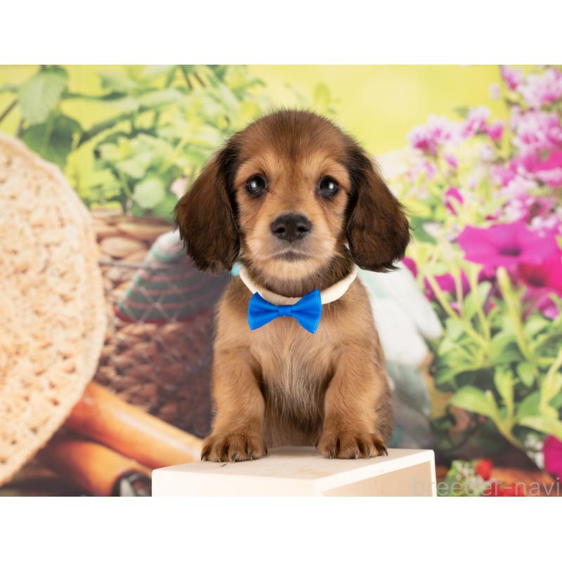 販売中の愛知県のミニチュアダックスフンド(ロングヘアード)-450167の3枚目