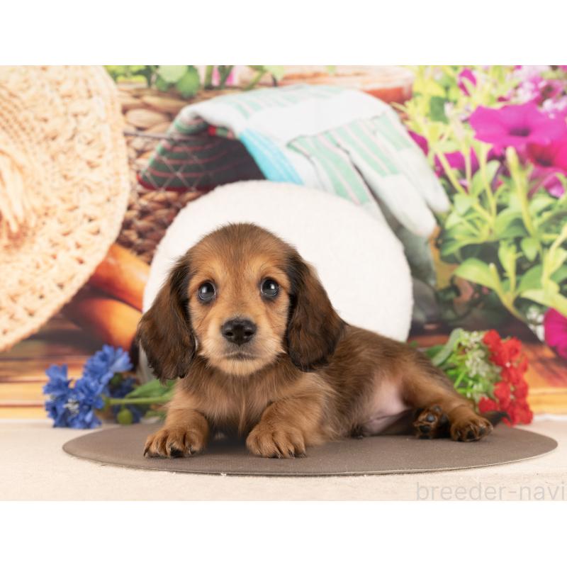 販売中の愛知県のミニチュアダックスフンド(ロングヘアード)-450167の2枚目