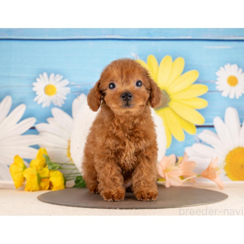 販売中の愛知県のトイプードル-450169の5枚目