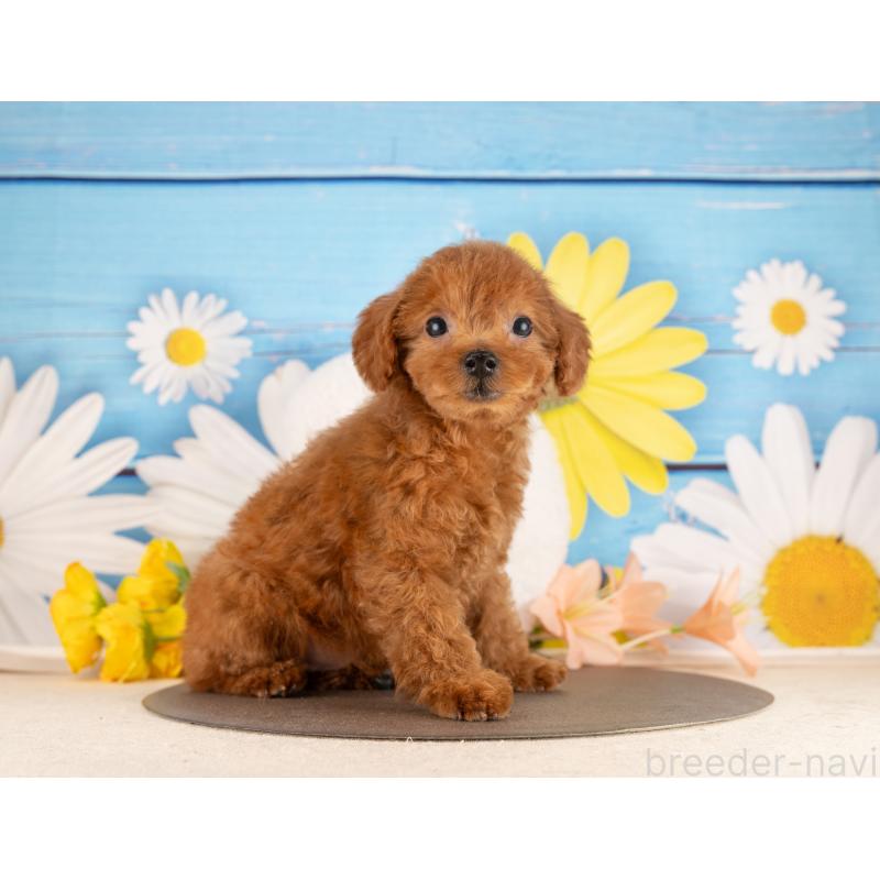 販売中の愛知県のトイプードル-450169の4枚目