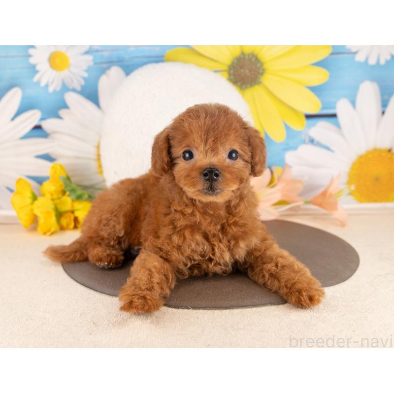 販売中の愛知県のトイプードル-450169の3枚目