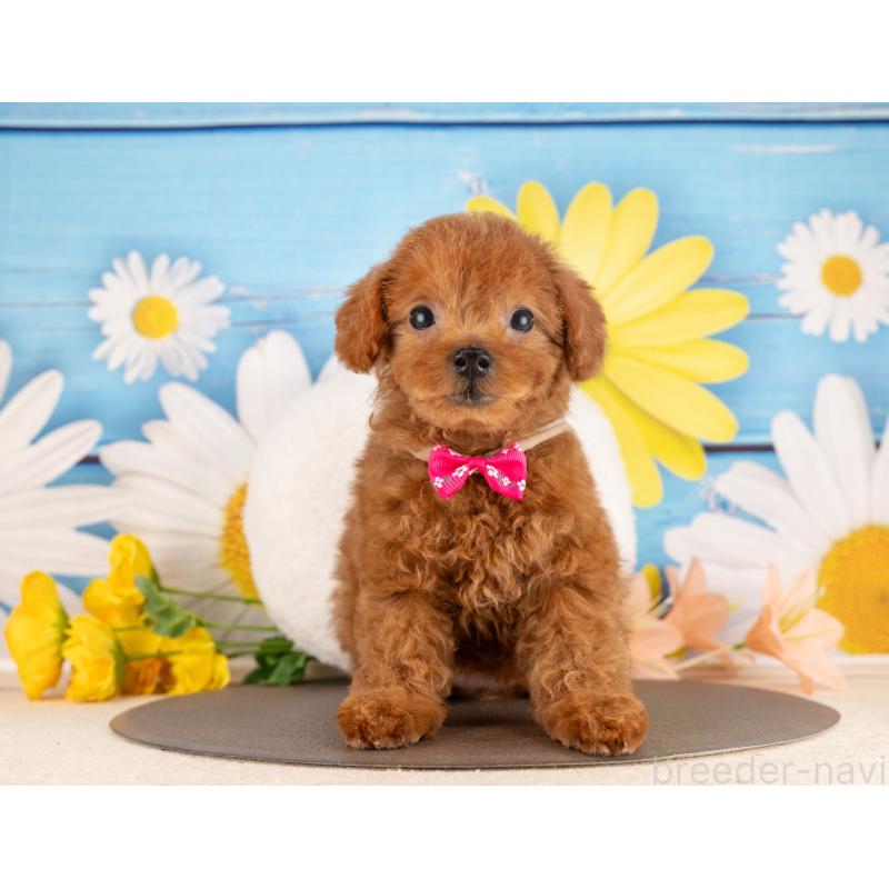 販売中の愛知県のトイプードル-450169の2枚目