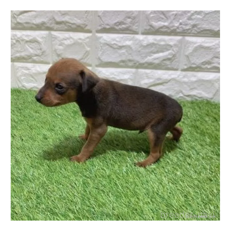 販売中の愛知県のミニチュアピンシャー(ミニピン)-450168の4枚目