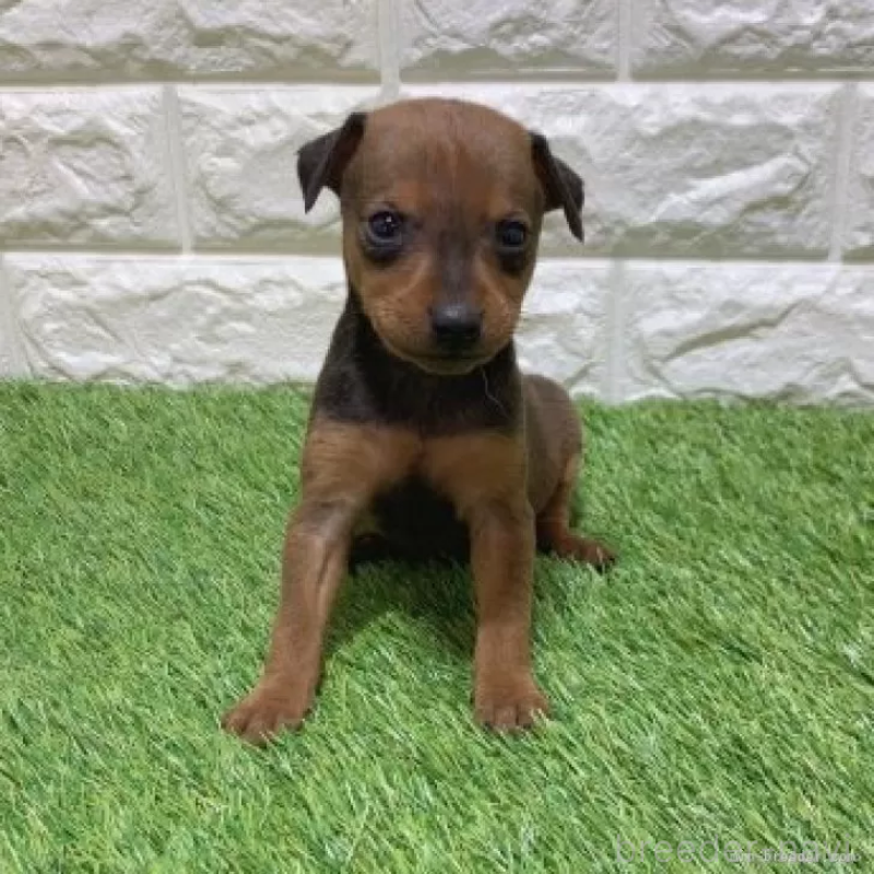 販売中の愛知県のミニチュアピンシャー(ミニピン)-450168の3枚目