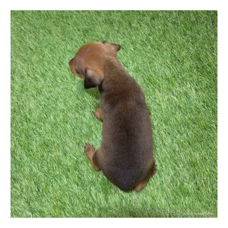 販売中の愛知県のミニチュアピンシャー(ミニピン)-450168の2枚目