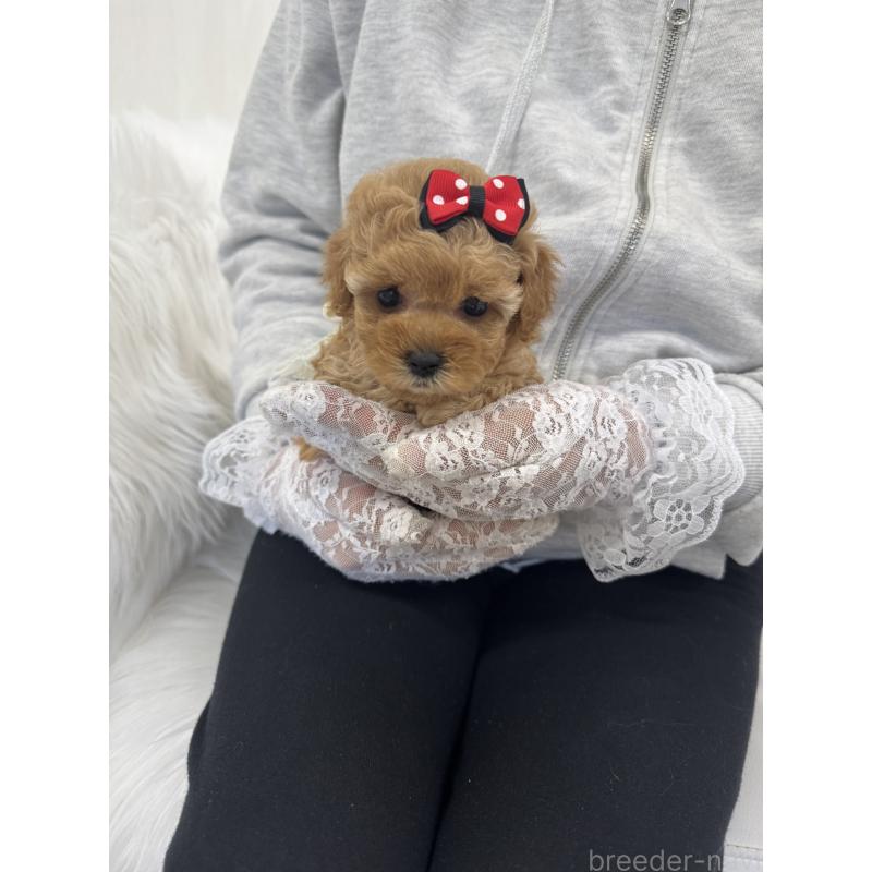 販売中の山梨県のティーカッププードル-450170の10枚目