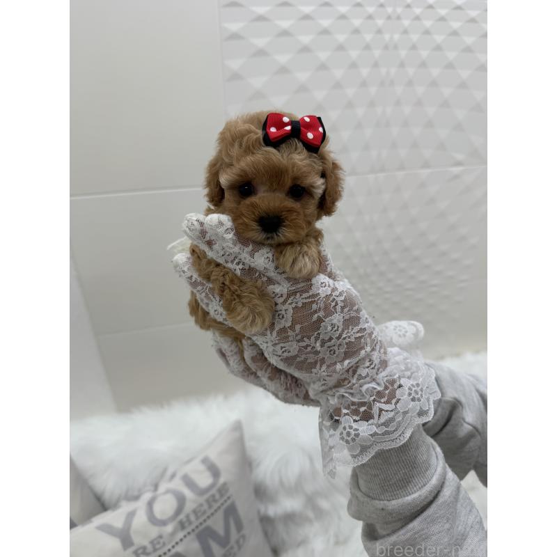 販売中の山梨県のティーカッププードル-450170の9枚目