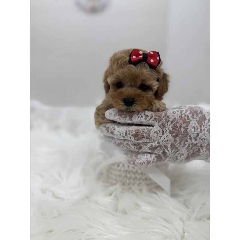 販売中の山梨県のティーカッププードル-450170の7枚目