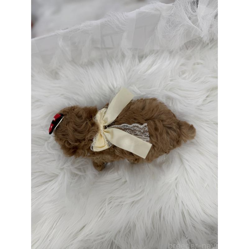 販売中の山梨県のティーカッププードル-450170の6枚目