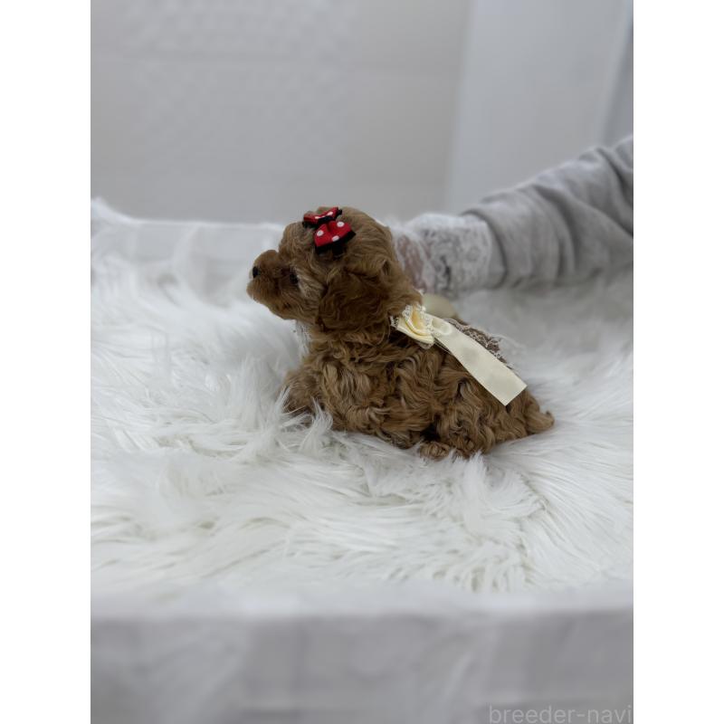 販売中の山梨県のティーカッププードル-450170の4枚目