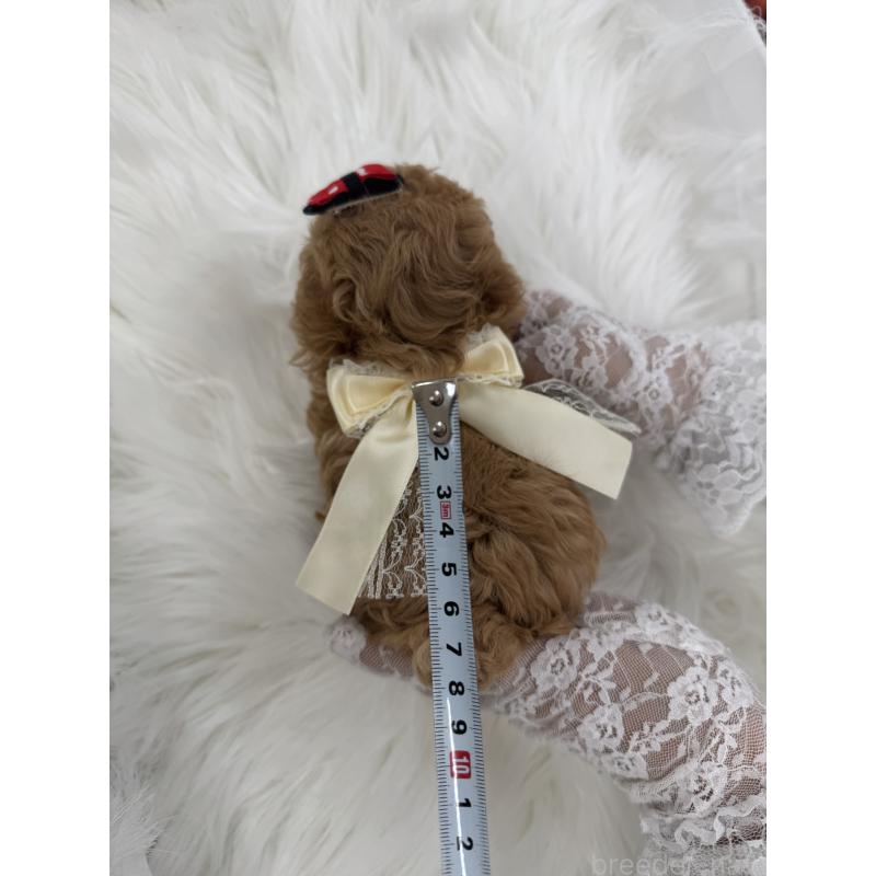 販売中の山梨県のティーカッププードル-450170の3枚目