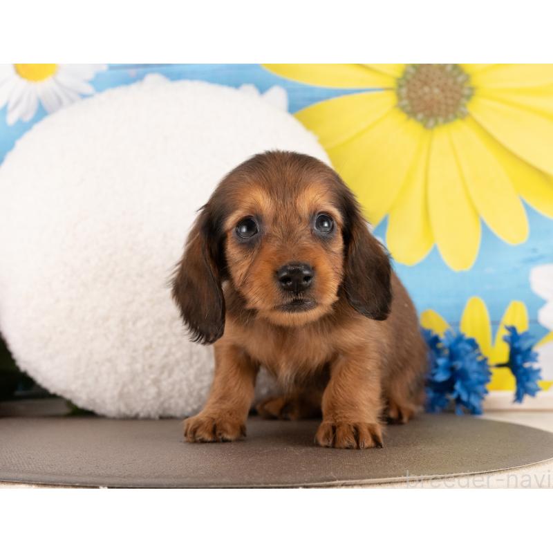 販売中の愛知県のミニチュアダックスフンド(ロングヘアード)-450171の5枚目