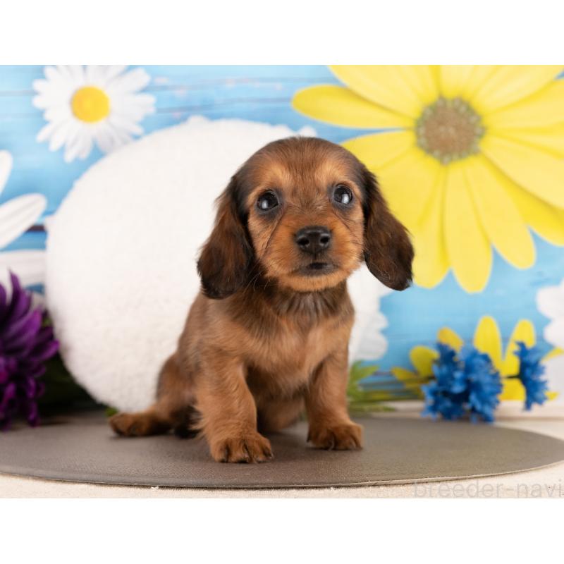 販売中の愛知県のミニチュアダックスフンド(ロングヘアード)-450171の4枚目