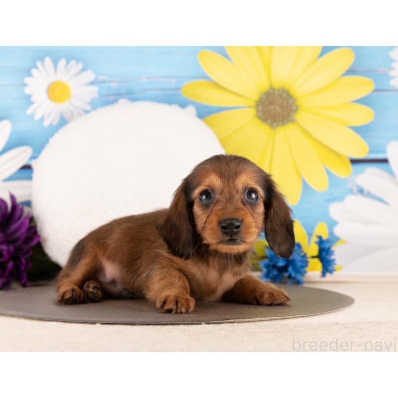 販売中の愛知県のミニチュアダックスフンド(ロングヘアード)-450171の3枚目