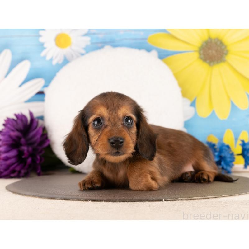 販売中の愛知県のミニチュアダックスフンド(ロングヘアード)-450171の2枚目