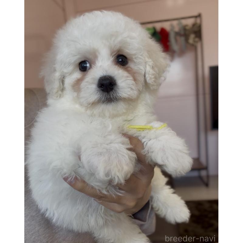 販売中の滋賀県のビションフリーゼ-450172の7枚目