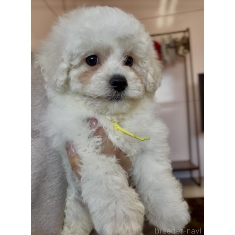 販売中の滋賀県のビションフリーゼ-450172の6枚目