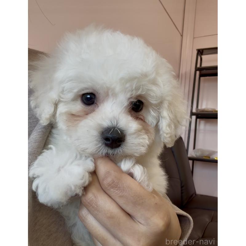 販売中の滋賀県のビションフリーゼ-450172の5枚目