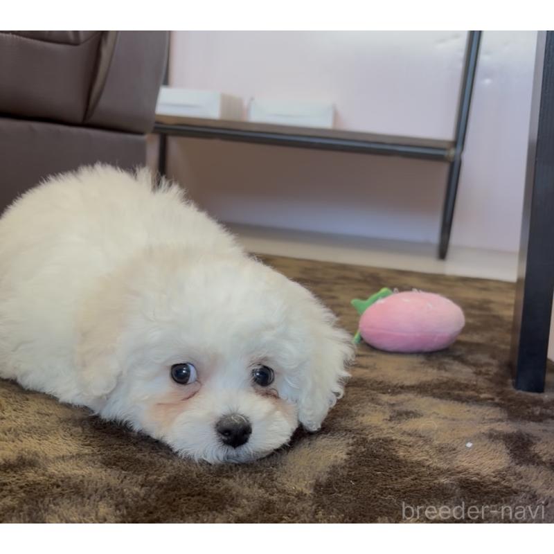 販売中の滋賀県のビションフリーゼ-450172の4枚目