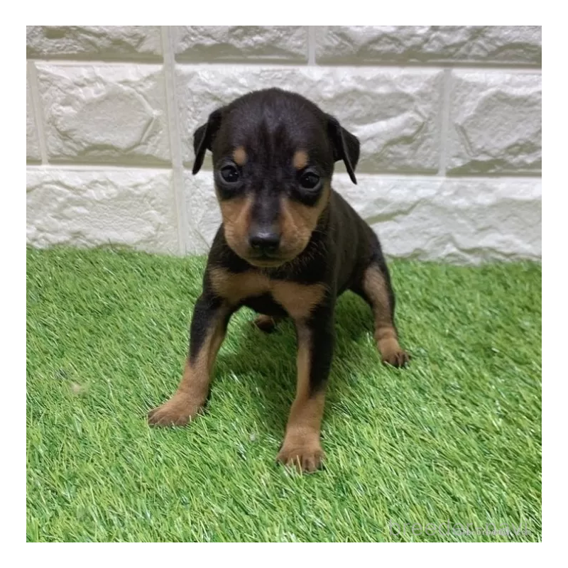 販売中の愛知県のミニチュアピンシャー(ミニピン)-450173