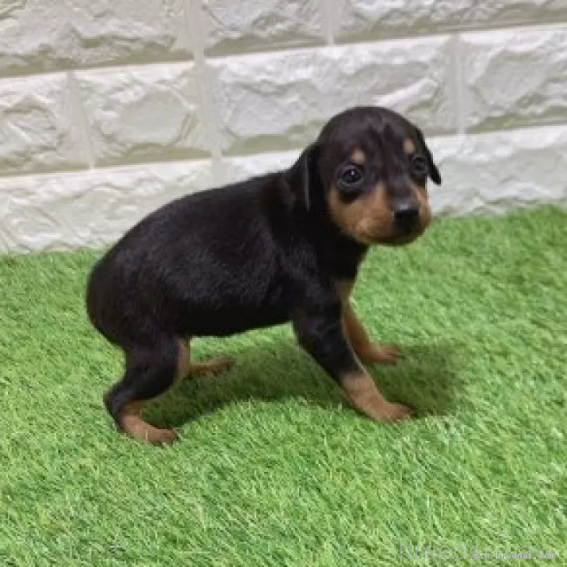 販売中の愛知県のミニチュアピンシャー(ミニピン)-450173の5枚目