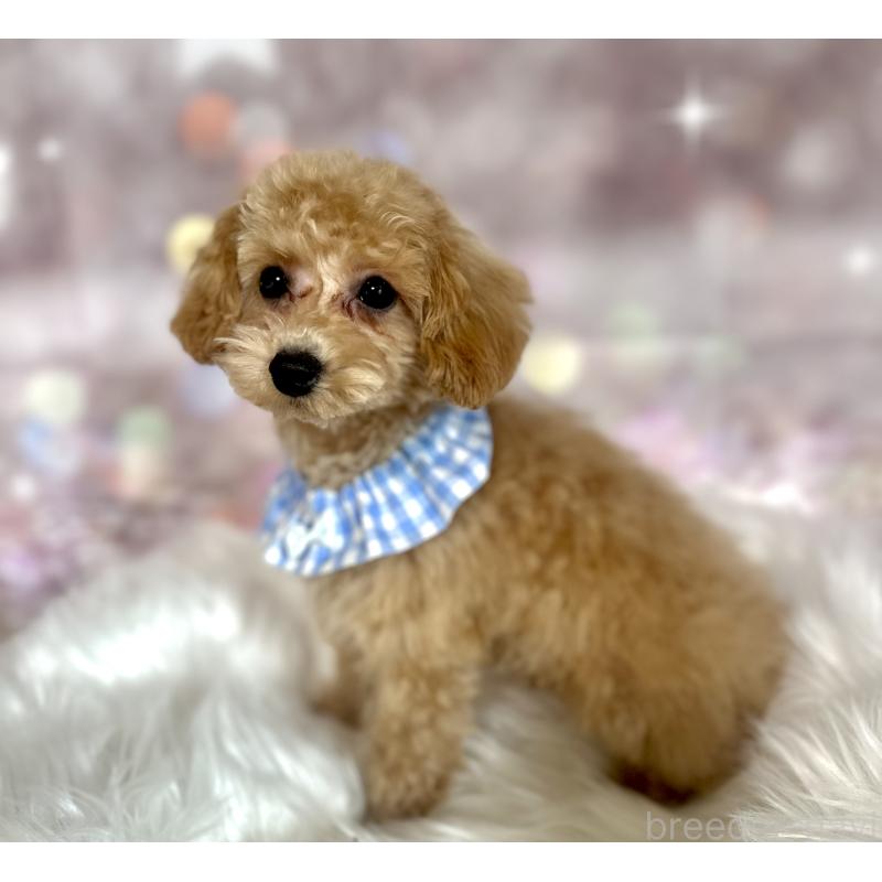 販売中の新潟県のタイニープードル-450174の5枚目