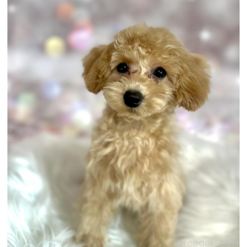 販売中の新潟県のタイニープードル-450174の4枚目