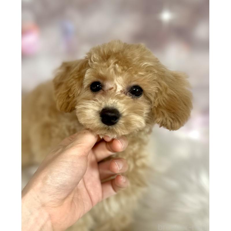販売中の新潟県のタイニープードル-450174の3枚目