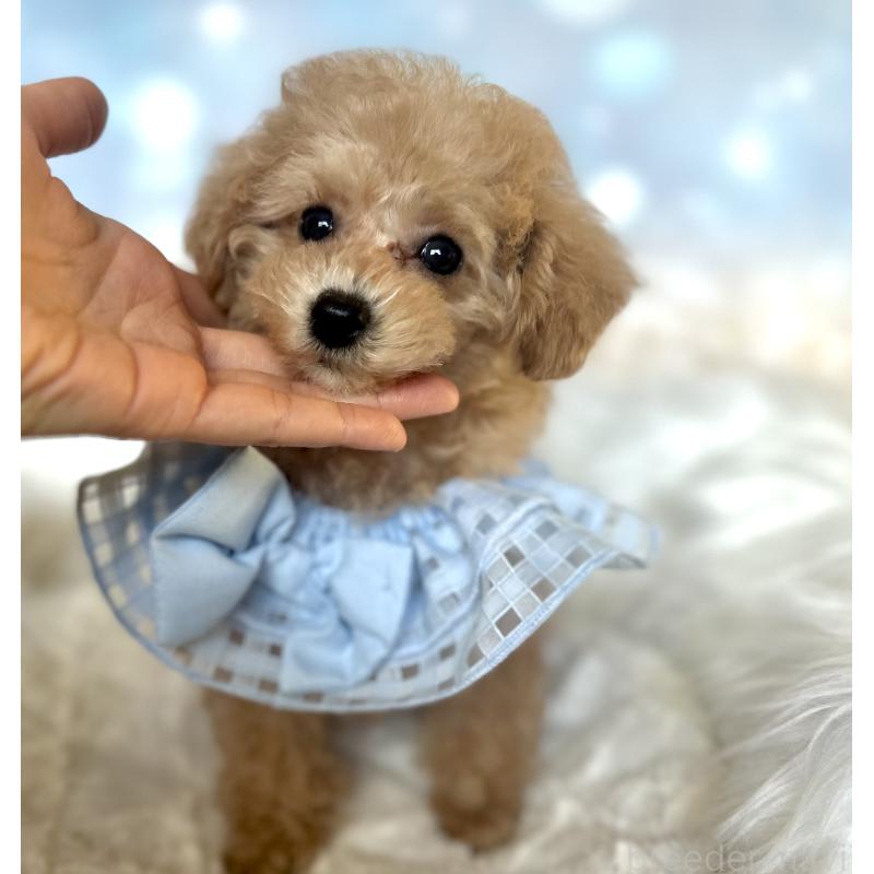 販売中の新潟県のタイニープードル-450174の2枚目