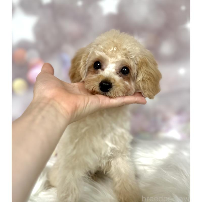 販売中の新潟県のタイニープードル-450176の5枚目