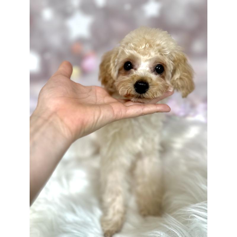 販売中の新潟県のタイニープードル-450176の4枚目