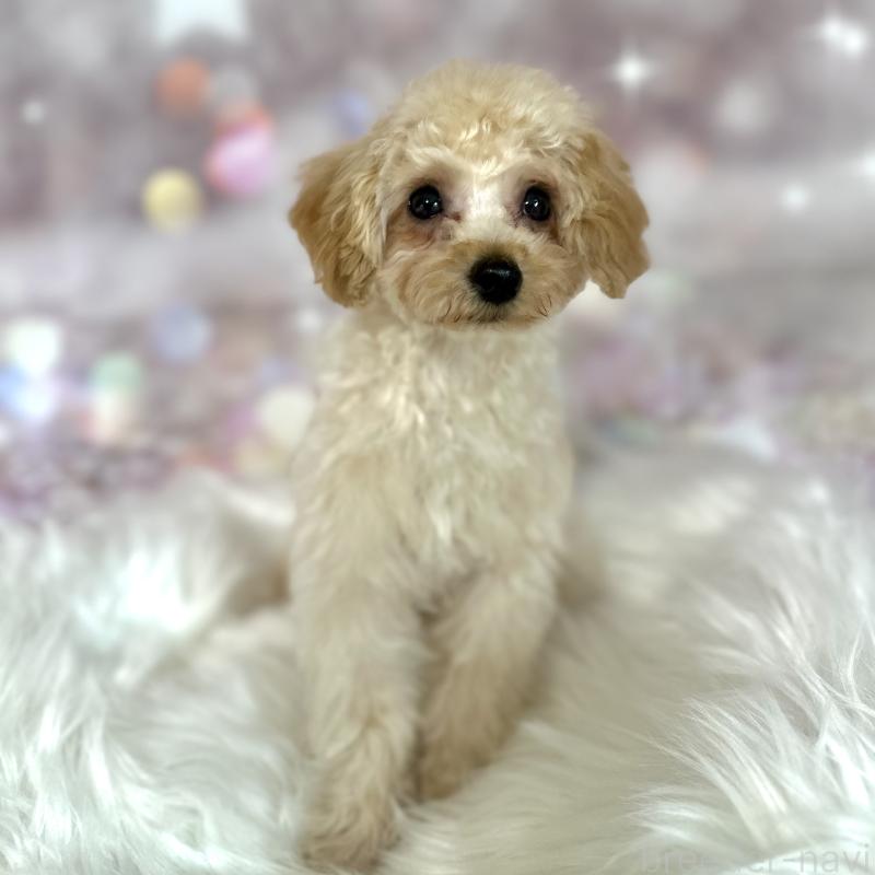 販売中の新潟県のタイニープードル-450176の3枚目