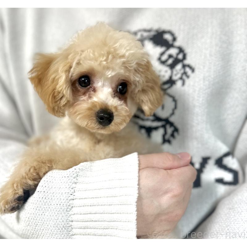 販売中の新潟県のタイニープードル-450176の2枚目