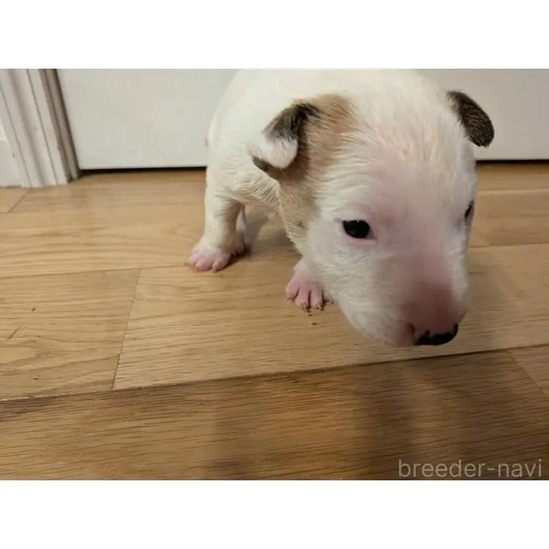 販売中の愛知県のミニチュアブルテリア-450177の5枚目