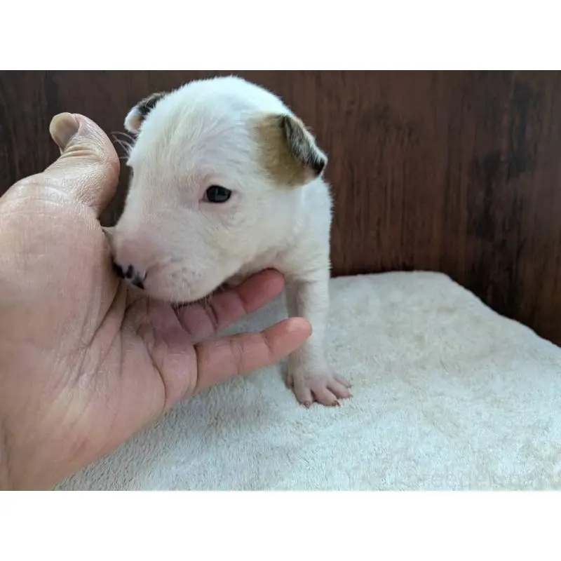 販売中の愛知県のミニチュアブルテリア-450177の4枚目