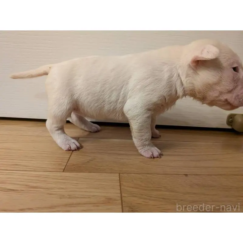 販売中の愛知県のミニチュアブルテリア-450177の3枚目