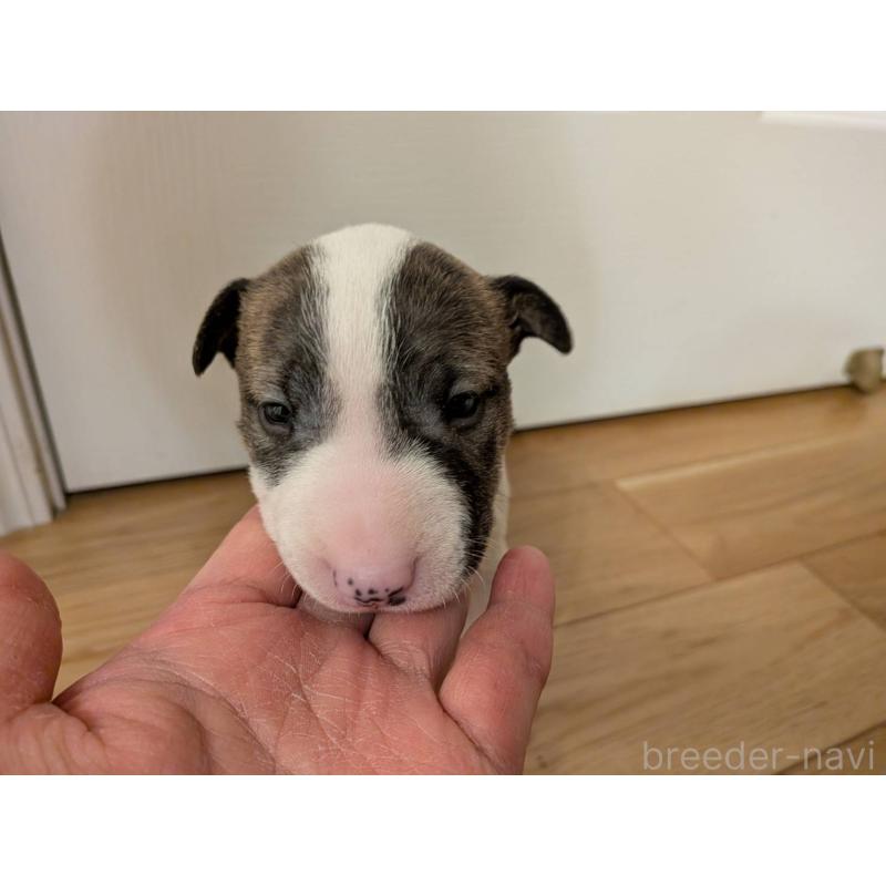 販売中の愛知県のミニチュアブルテリア-450178の4枚目