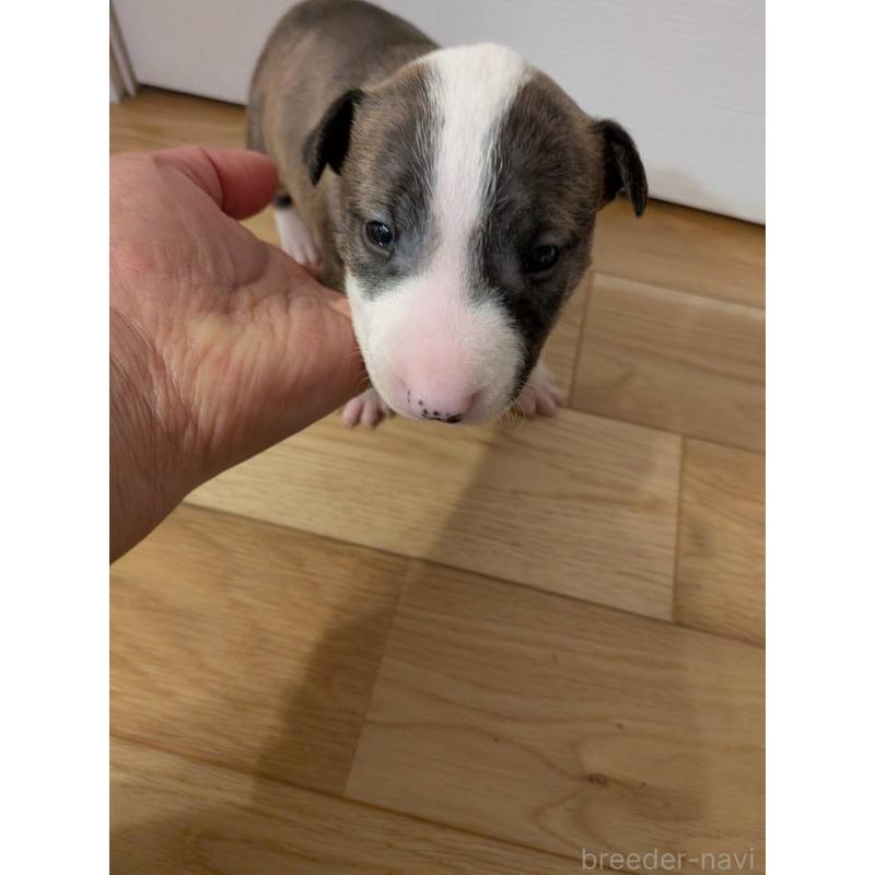 販売中の愛知県のミニチュアブルテリア-450178の3枚目