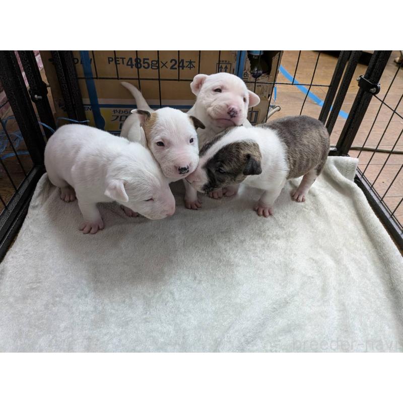 販売中の愛知県のミニチュアブルテリア-450178の2枚目