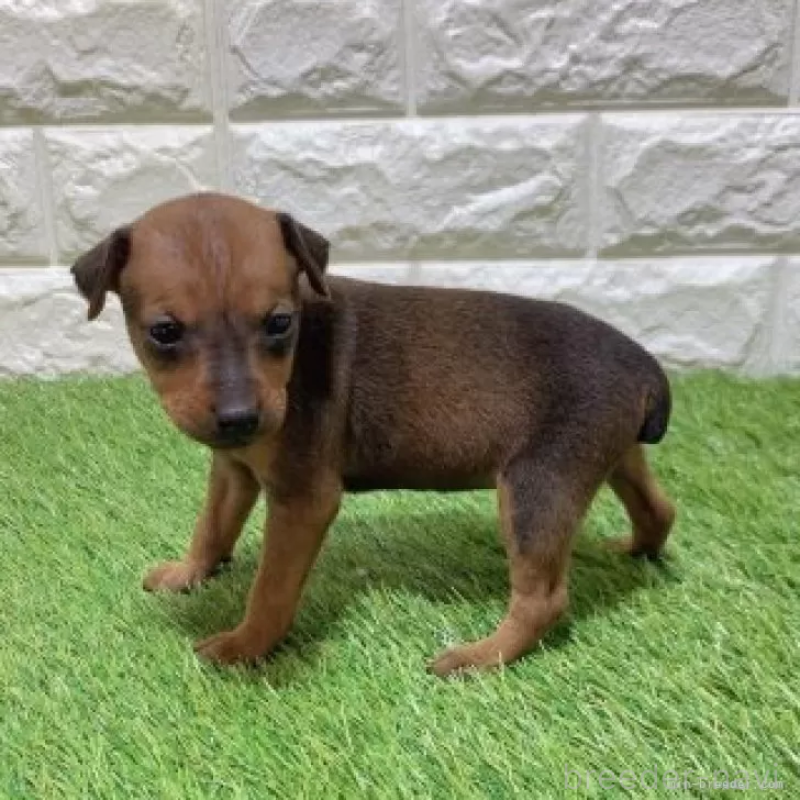 販売中の愛知県のミニチュアピンシャー(ミニピン)-450180の5枚目