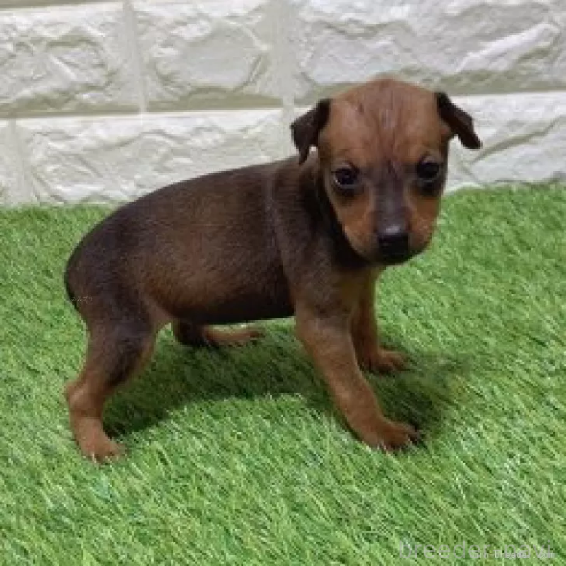 販売中の愛知県のミニチュアピンシャー(ミニピン)-450180の4枚目