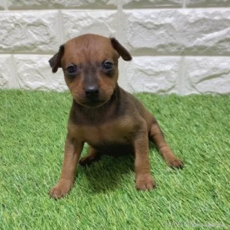 販売中の愛知県のミニチュアピンシャー(ミニピン)-450180の3枚目