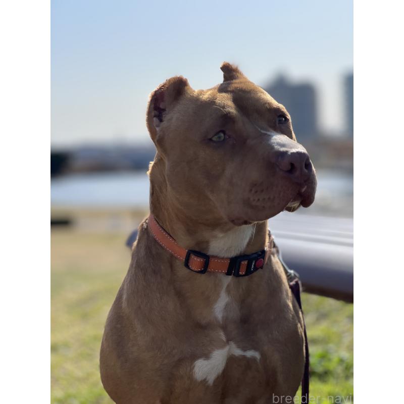 販売中の千葉県のアメリカンピットブルテリア-430304