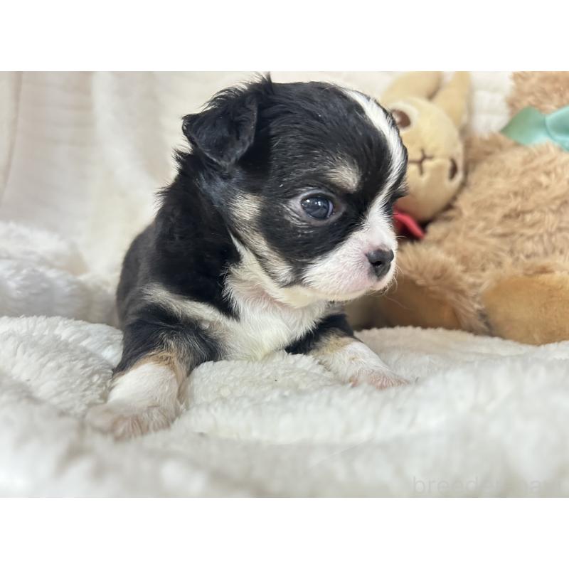 販売中の京都府のチワワ(ロングコート)-450182の6枚目