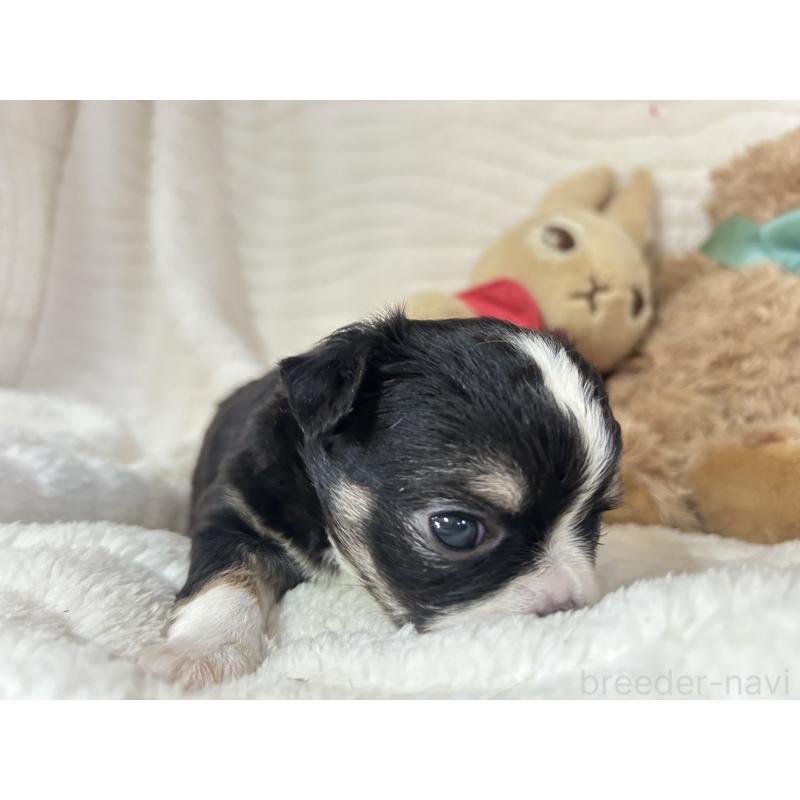 販売中の京都府のチワワ(ロングコート)-450182の5枚目