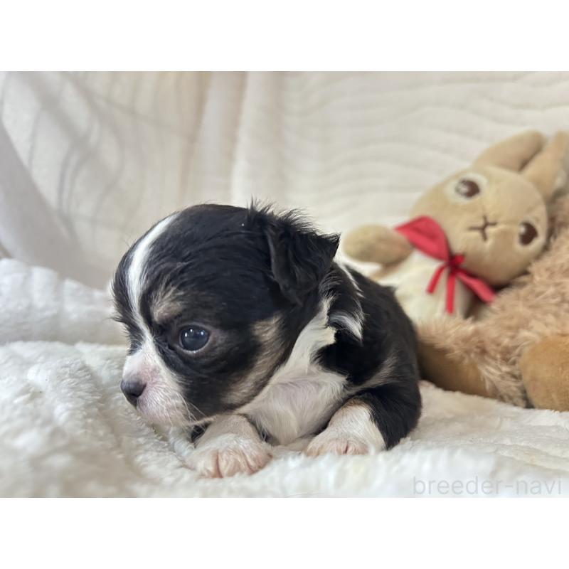 販売中の京都府のチワワ(ロングコート)-450182の4枚目