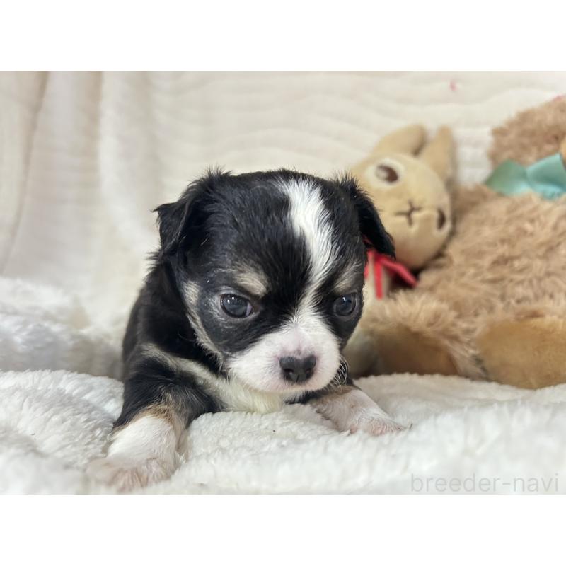 販売中の京都府のチワワ(ロングコート)-450182の3枚目