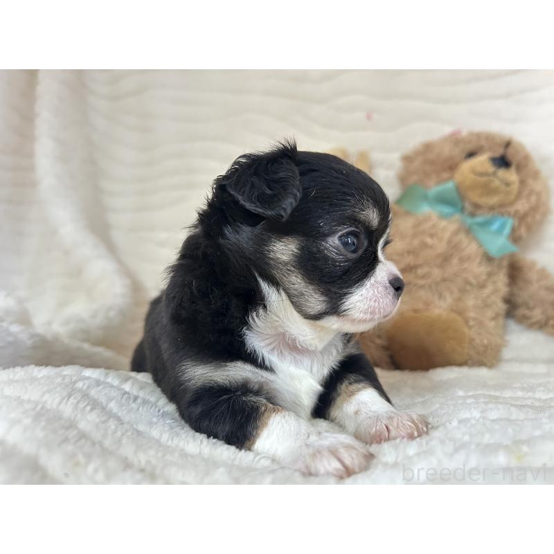 販売中の京都府のチワワ(ロングコート)-450182の2枚目