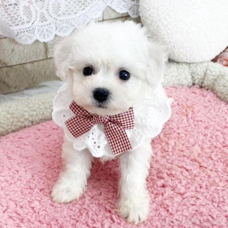 販売中の滋賀県のビションフリーゼ-450184